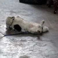 سگ تریر نر 9 ماهه