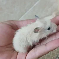 بچه همستر|موش و خرگوش|زرند, |دیوار