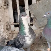 ریش|پرنده|خاش, |دیوار