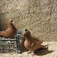 رنگ دمبی تهرانی