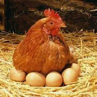 فروش ۳۰ عدد مرغ محلی