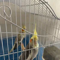 جفت عروس هلندی کارداده