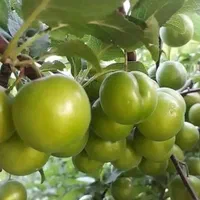 فروش عمده و جرئی انواع نهال میوه|خدمات باغبانی و درختکاری|کرج, برغان|دیوار