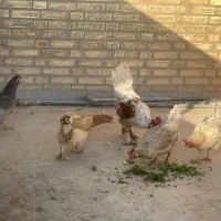فروش مرغ و خروس
