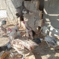 خروس نژاد لاری|حیوانات مزرعه|قم, پردیسان|دیوار