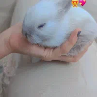 خرگوش لوپ ۲۰روزه