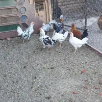 خروس گلین جوان|حیوانات مزرعه|اصفهان, پوریای ولی|دیوار