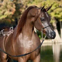 خریدوفروش اسب عرب