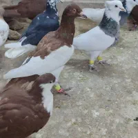 نروماده یهودی