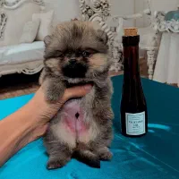 پامرین/مالتیز/شیتزو|سگ|اردبیل, |دیوار