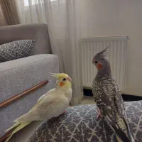 عروس هلندی جفت دستی