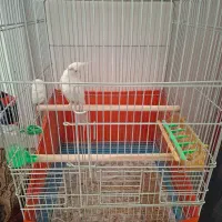 فروش فوری|پرنده|فارسان, |دیوار