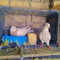 طوقی عتیقه|پرنده|باغ بهادران, |دیوار