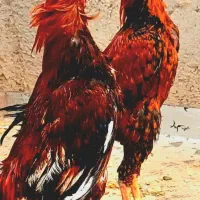 تخم نطفه دار لاری