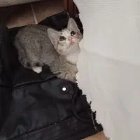 واگذاری بچه گربه خیلی نازه