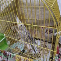 فروش عروس هلندی