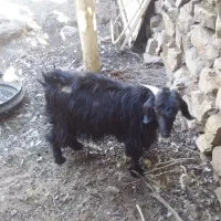 بزغاله فروشی