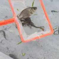 ماهی کپور پرورشی