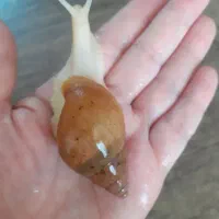 حلزون آچاتینا|خزنده|قزوین, |دیوار