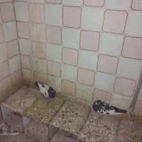 یک جفت سین سیاه کلاهی|پرنده|زرند, |دیوار