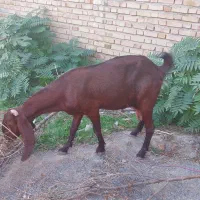 گوسفند بردار و گوسفند ابست توقلی وبره نر و بز|حیوانات مزرعه|آق قلا, |دیوار