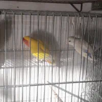 پرنده|پرنده|شیراز, قلات|دیوار