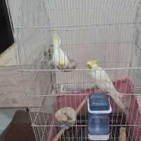 عروس هلندی|پرنده|تهران, مینای شمالی (مخبر)|دیوار