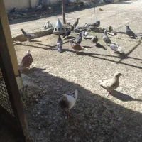کبوتر نابلد