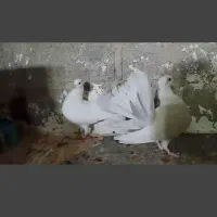 جفت دم چتری . طوقی|پرنده|مهر, |دیوار