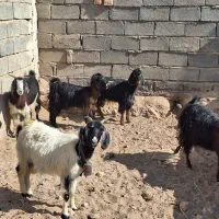 ۵عدد بز ماده ویک نر|حیوانات مزرعه|آران و بیدگل, |دیوار