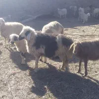 میش چاق یا کاور|حیوانات مزرعه|لاله زار, |دیوار