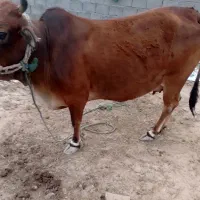 فروش گاو شهری