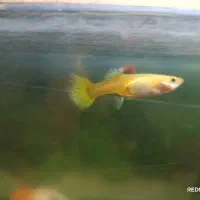 فروش فوری ماهی های گیاه خوار|ماهی|مهریز, |دیوار