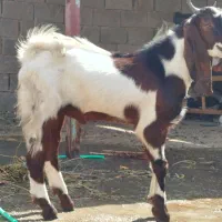 بز کهره|حیوانات مزرعه|بندر ماهشهر, |دیوار