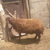 بره قوچ میش بز گاو