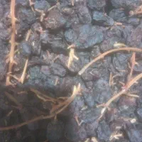 مویز|خوردنی و آشامیدنی|رستم, |دیوار