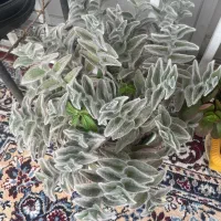 گل خانگی|گل و گیاه طبیعی|پرهسر, |دیوار