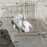 خرگوش|موش و خرگوش|نیشابور, مازول|دیوار