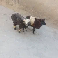 دو عدد گوسفند نر و ماده برای فروش