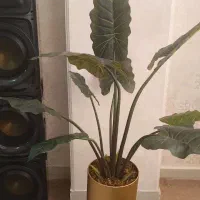 درختچه بابا آدم مصنوعی|گل مصنوعی|زنجان, |دیوار