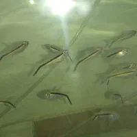 ماهی تترا پنگوئن