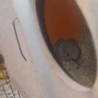 جفت طوطی برزیلی دستی مولد|پرنده|شهرکرد, |دیوار