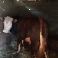 گاونر ورزا سیمینتال اصیل|حیوانات مزرعه|رشت, فرودگاه سردار جنگل رشت|دیوار