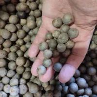 بذر پالم فینیکس مجنون و پالم آبی مجنون|گل و گیاه طبیعی|بندر انزلی, جزیره|دیوار