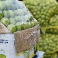 فروش عمده میوه تره بار قیمت کف بازار میدان مرکزی