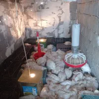 بوقلمون بیوتی دوماهه|حیوانات مزرعه|کلاردشت, |دیوار