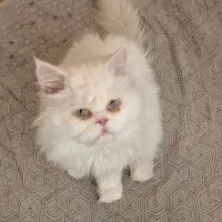 گربه پرشین سوپر فلت چشم رنگی