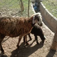 میش و بره|حیوانات مزرعه|معمولان, |دیوار