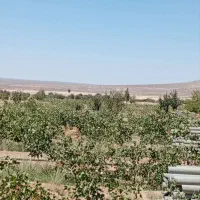 نیم هکتار پسته ارنان