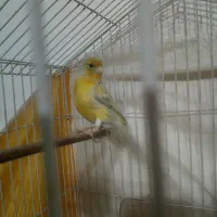 قناری نرشلاقی،عروس،فنچ